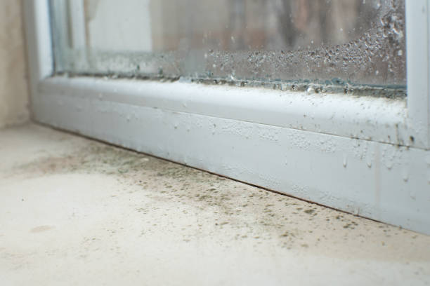 Why You Should Choose Our Mold Remediation Services in West Tawakoni, TX